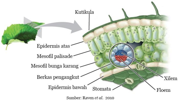 Detail Gambar Penampang Daun Tumbuhan Bunga Matahari Nomer 8