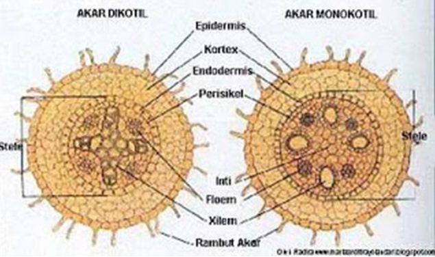 Detail Gambar Penampang Dikotil Nomer 16