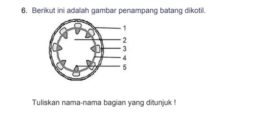 Detail Gambar Penampang Dikotil Nomer 25