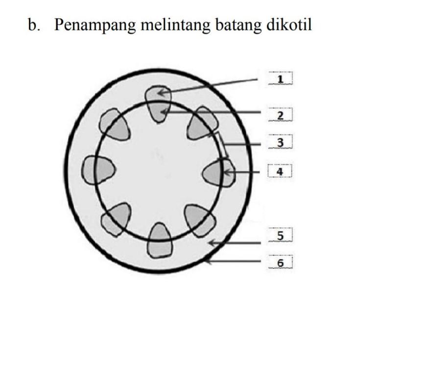 Detail Gambar Penampang Dikotil Nomer 4