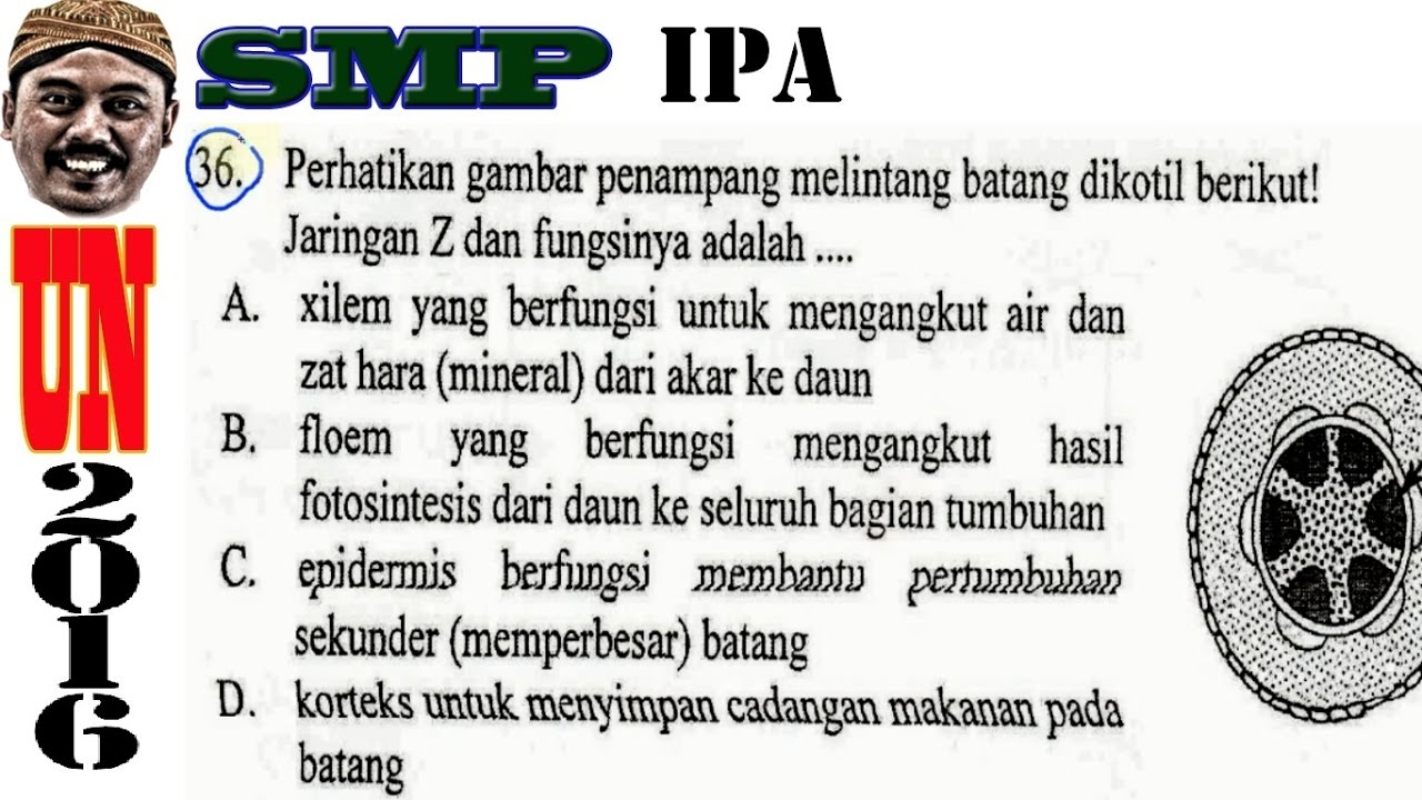 Detail Gambar Penampang Dikotil Nomer 41