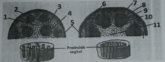 Detail Gambar Penampang Dikotil Nomer 53