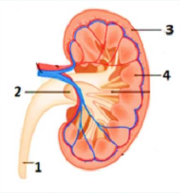 Detail Gambar Penampang Ginjal Dan Bagian Bagiannya Nomer 20