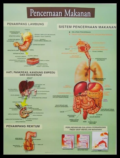 Detail Gambar Penampang Hati Nomer 37