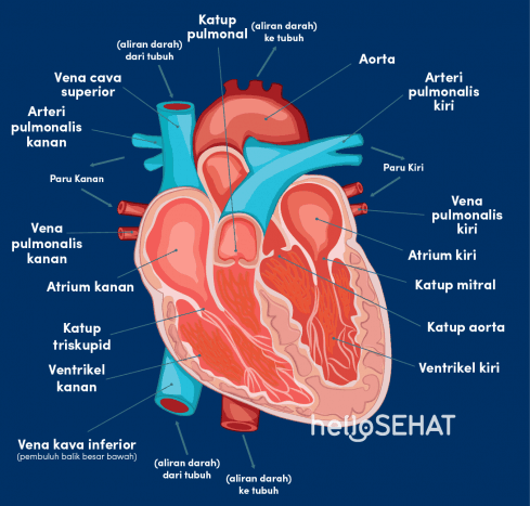 Detail Gambar Penampang Jantung Nomer 2