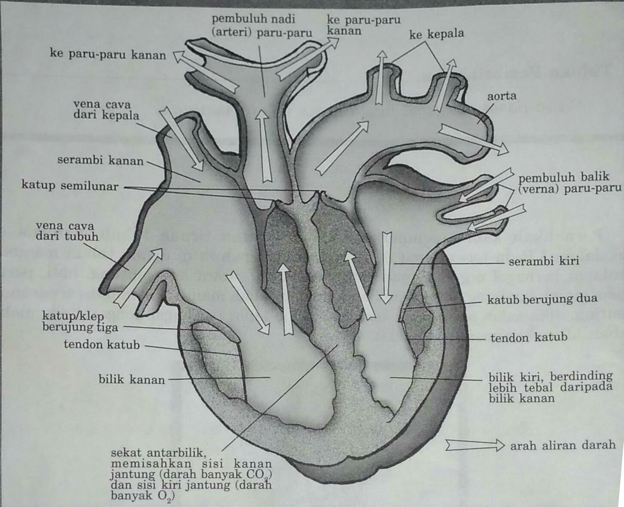 Detail Gambar Penampang Jantung Nomer 12