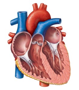 Detail Gambar Penampang Jantung Nomer 14