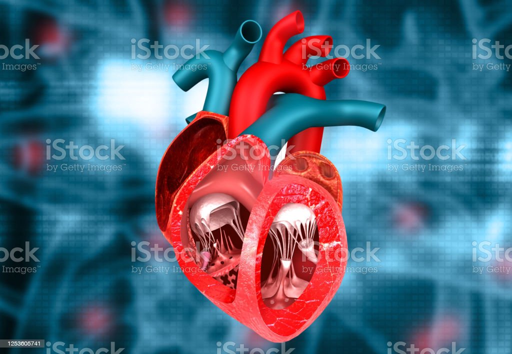 Detail Gambar Penampang Jantung Nomer 15