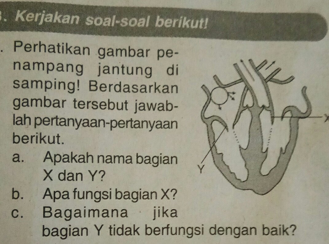 Detail Gambar Penampang Jantung Nomer 17