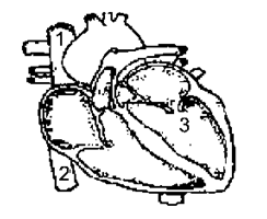 Detail Gambar Penampang Jantung Nomer 23