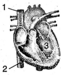 Detail Gambar Penampang Jantung Nomer 3