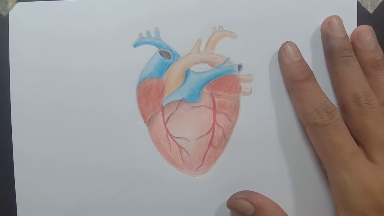 Detail Gambar Penampang Jantung Nomer 27
