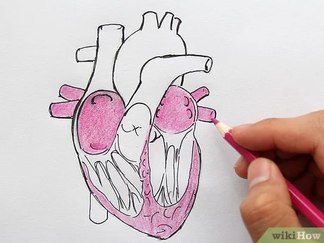 Detail Gambar Penampang Jantung Nomer 28