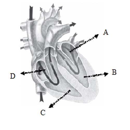 Detail Gambar Penampang Jantung Nomer 33