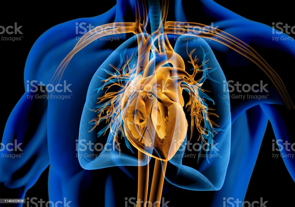 Detail Gambar Penampang Jantung Nomer 36