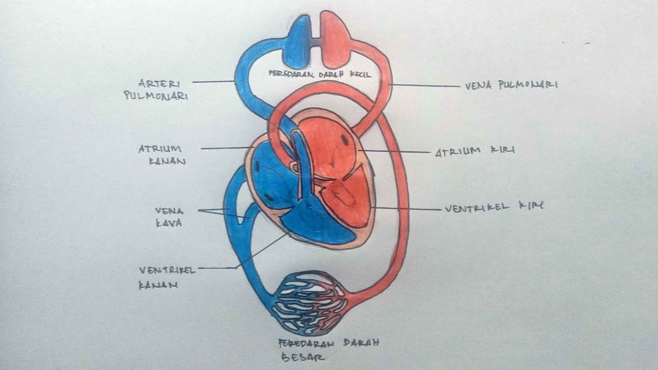Detail Gambar Penampang Jantung Nomer 39