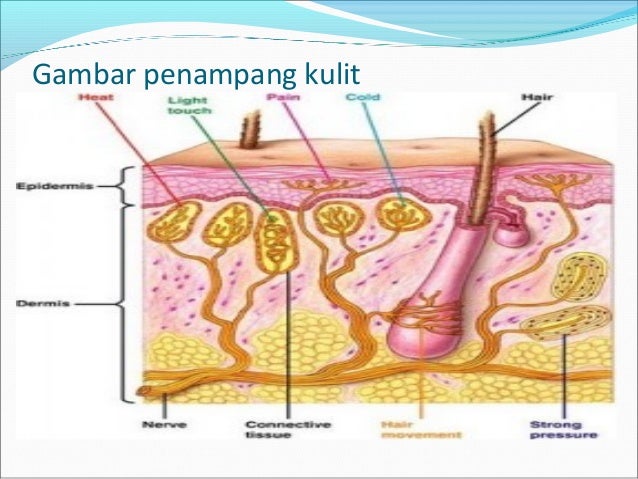 Detail Gambar Penampang Kulit Nomer 45