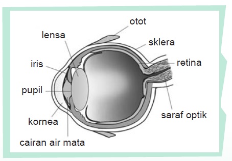Detail Gambar Penampang Mata Nomer 9