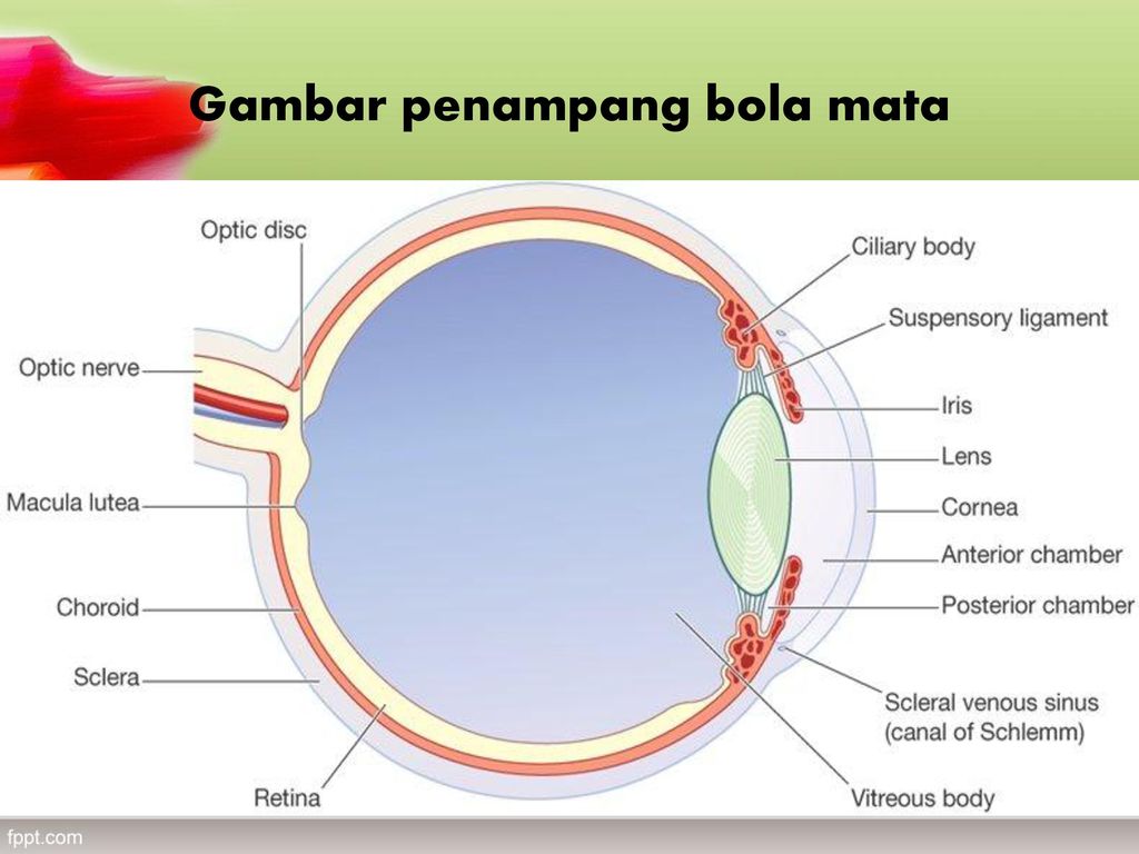 Detail Gambar Penampang Mata Nomer 19