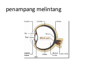 Detail Gambar Penampang Mata Nomer 40