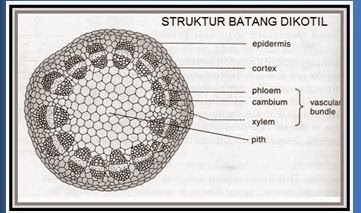 Detail Gambar Penampang Melintang Nomer 11