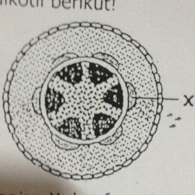 Detail Gambar Penampang Melintang Nomer 20