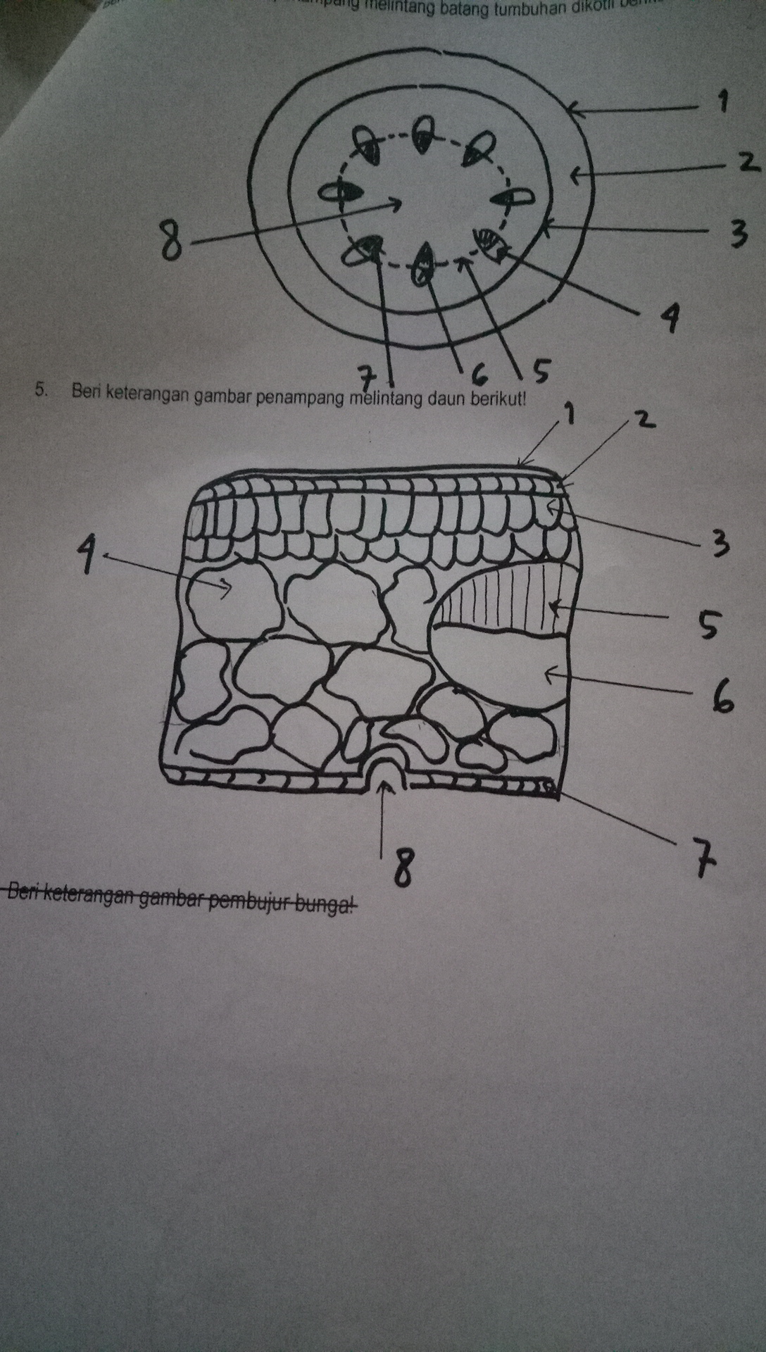 Detail Gambar Penampang Melintang Nomer 48