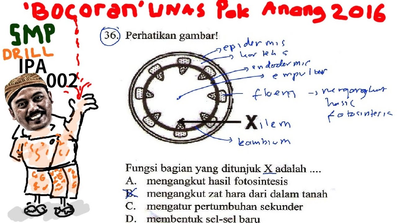 Detail Gambar Penampang Melintang Batang Dikotil Nomer 31