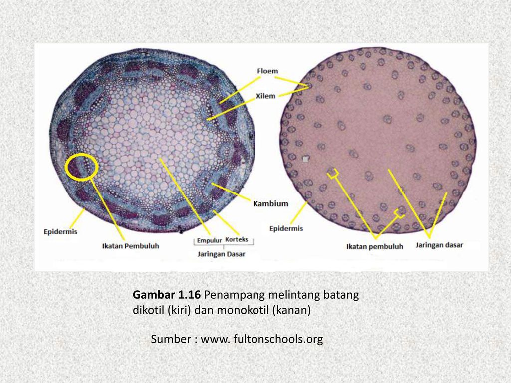 Detail Gambar Penampang Melintang Batang Dikotil Dan Monokotil Nomer 24