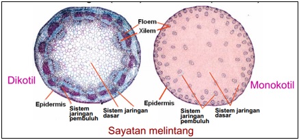 Detail Gambar Penampang Melintang Batang Dikotil Dan Monokotil Nomer 27