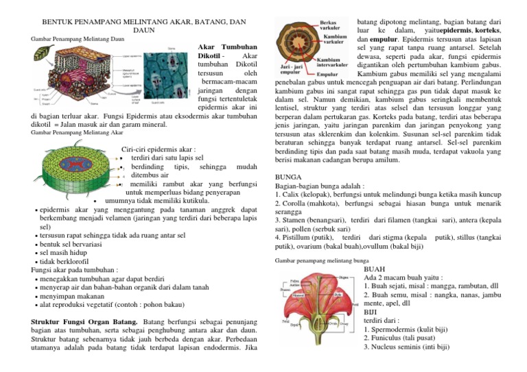 Detail Gambar Penampang Melintang Bunga Nomer 34