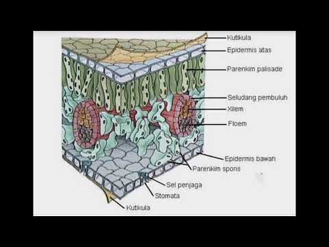 Detail Gambar Penampang Melintang Daun Nomer 13