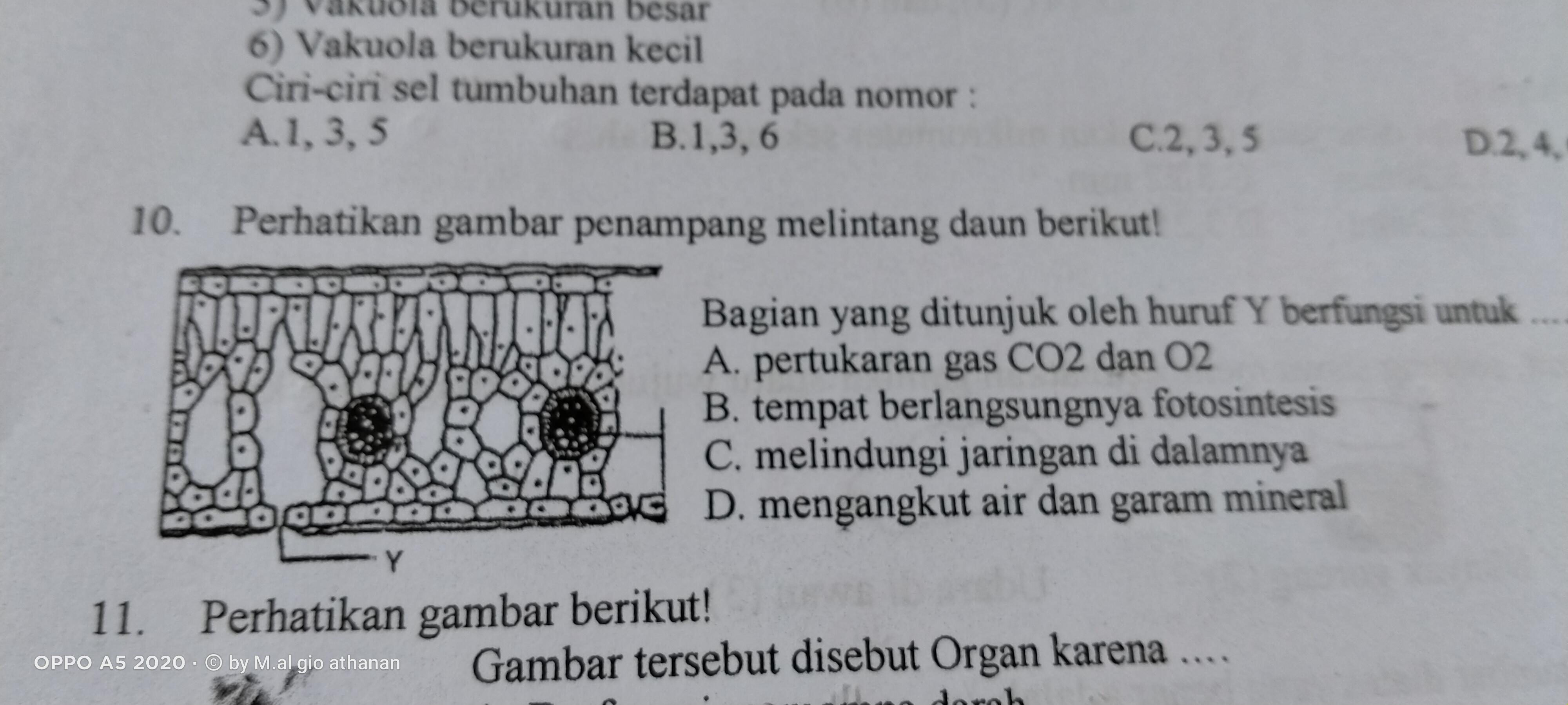 Detail Gambar Penampang Melintang Daun Nomer 14