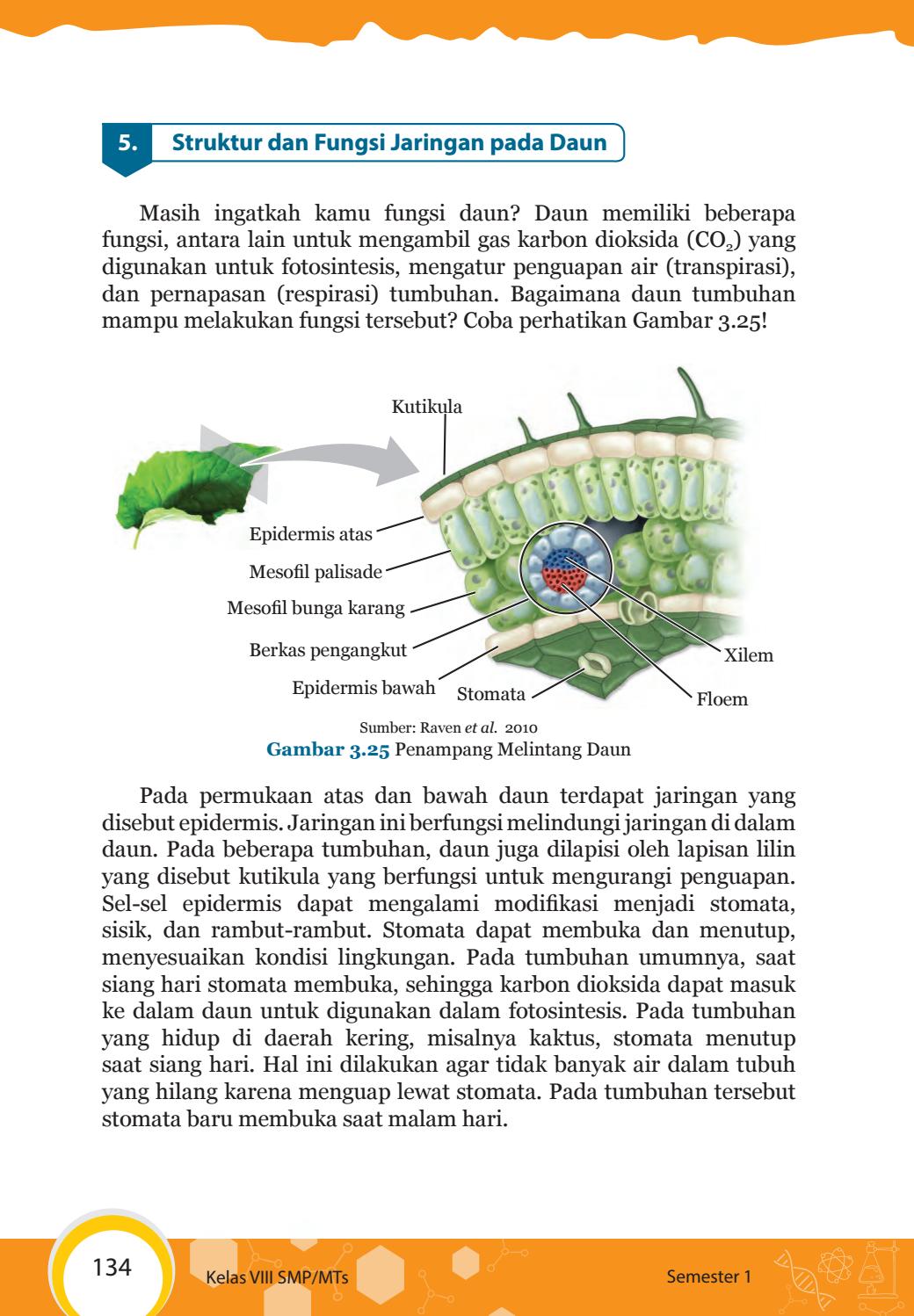 Detail Gambar Penampang Melintang Daun Nomer 42