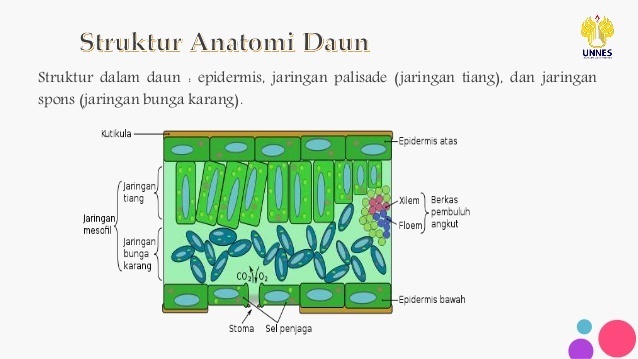 Detail Gambar Penampang Melintang Daun Nomer 6