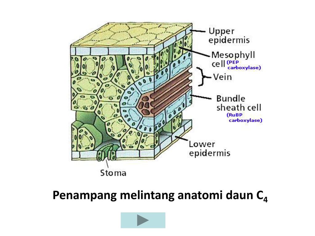 Detail Gambar Penampang Melintang Daun Nomer 53