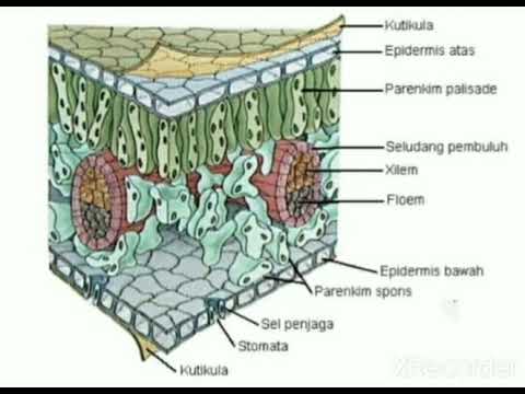 Detail Gambar Penampang Melintang Daun Dikotil Nomer 22