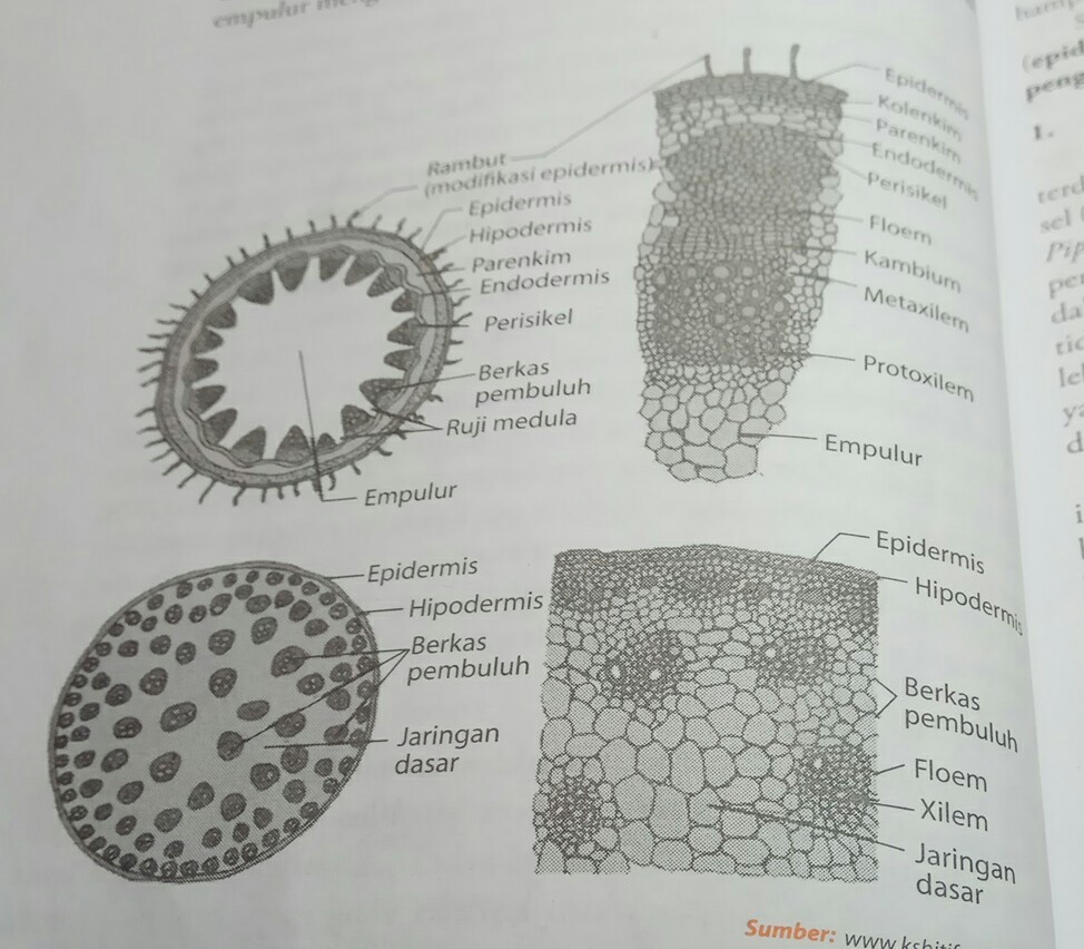 Detail Gambar Penampang Melintang Dikotil Dan Monokotil Nomer 12