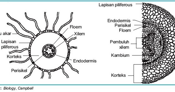 Detail Gambar Penampang Melintang Dikotil Dan Monokotil Nomer 27