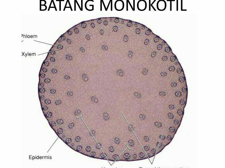 Detail Gambar Penampang Melintang Dikotil Dan Monokotil Nomer 6