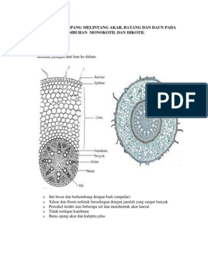 Detail Gambar Penampang Melintang Dikotil Dan Monokotil Nomer 9