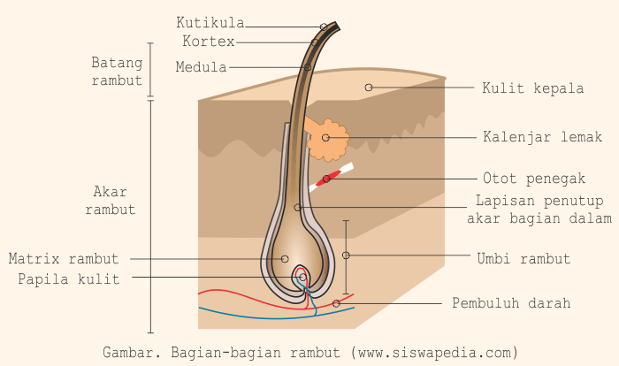 Gambar Penampang Rambut - KibrisPDR