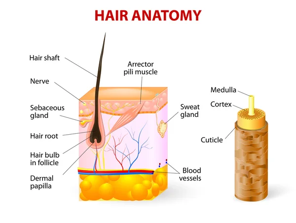 Detail Gambar Penampang Rambut Nomer 21