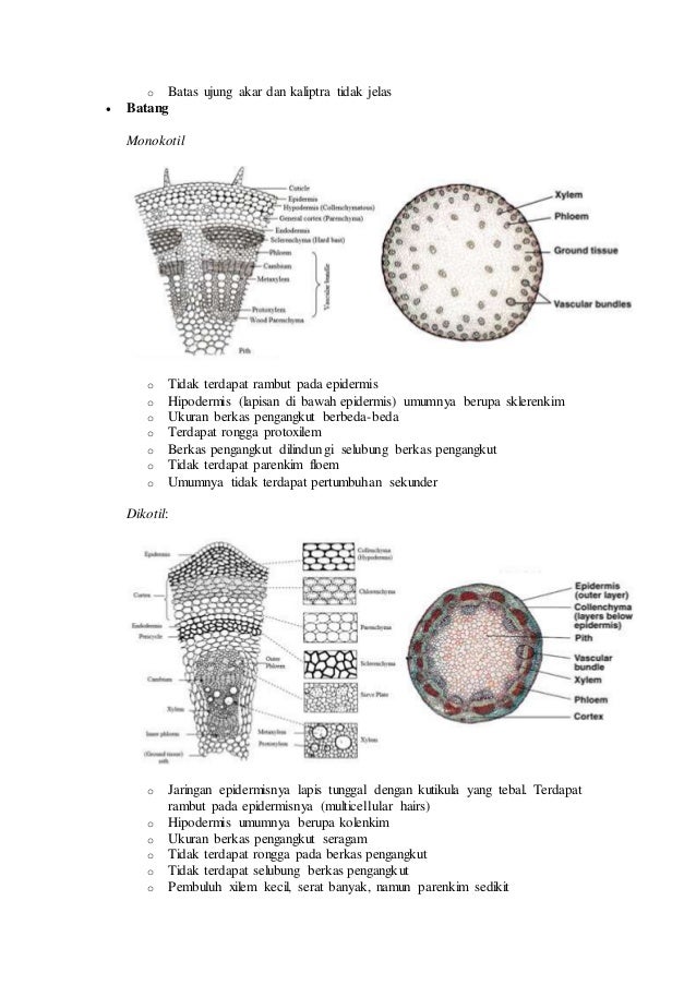 Detail Gambar Penampang Tumbuhan Nomer 20