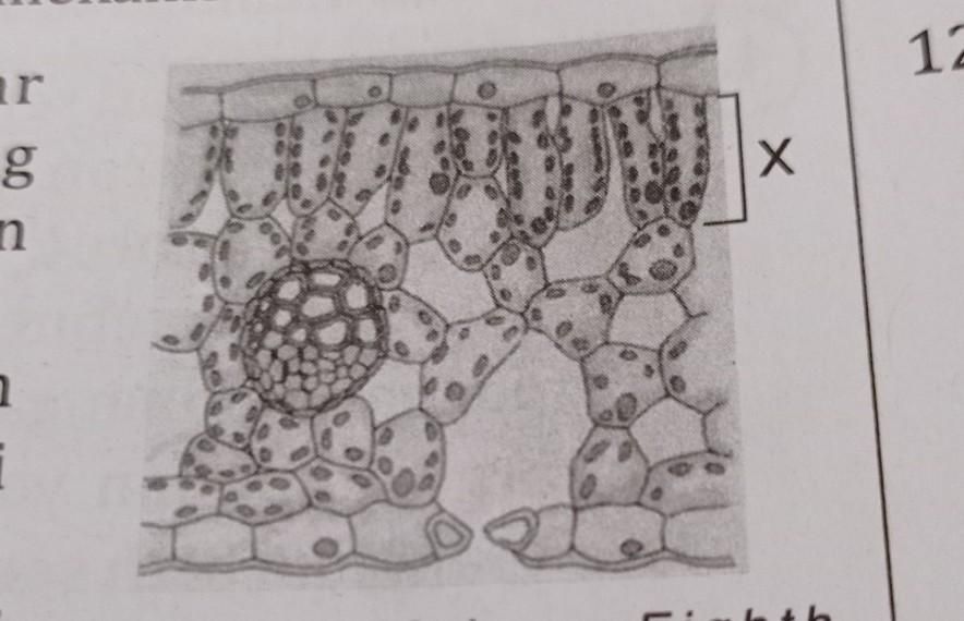 Detail Gambar Penampang Tumbuhan Nomer 27