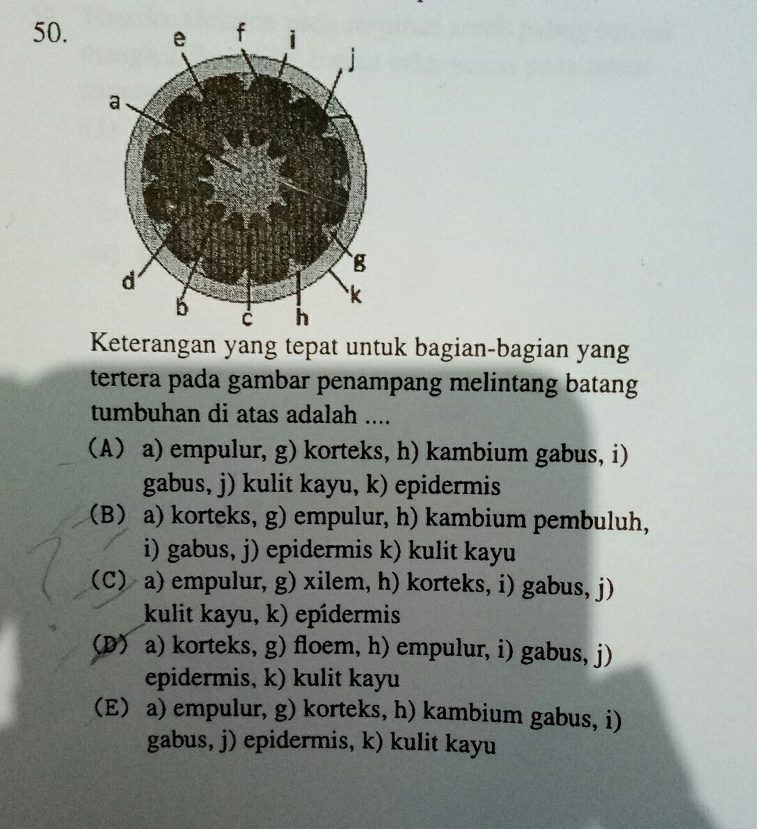 Detail Gambar Penampang Tumbuhan Nomer 28