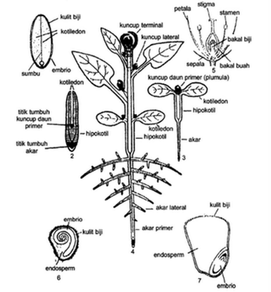 Detail Gambar Penampang Tumbuhan Nomer 30
