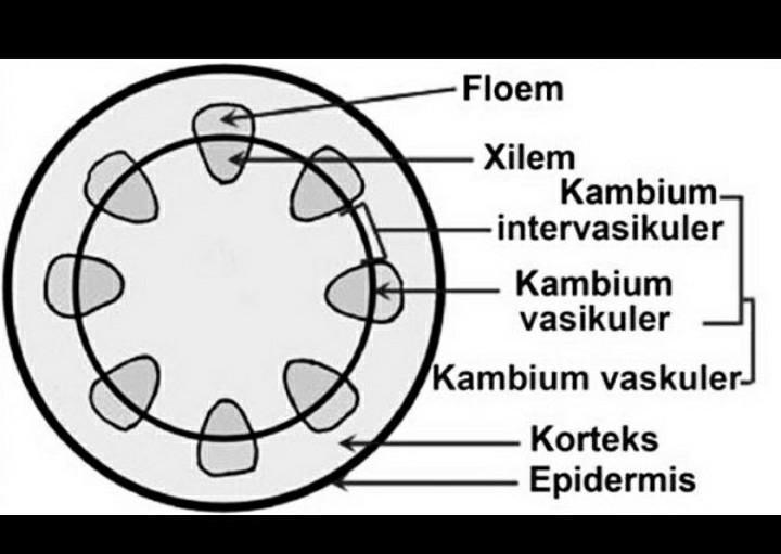Detail Gambar Penampang Tumbuhan Nomer 35