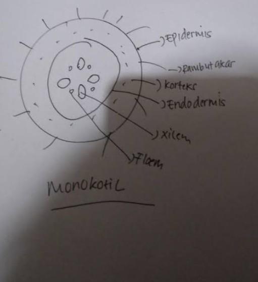 Detail Gambar Penampang Tumbuhan Nomer 39