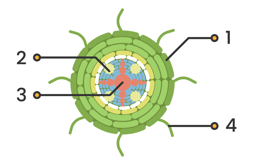 Detail Gambar Penampang Tumbuhan Nomer 42